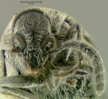 Media type: image;   Entomology 25061 Aspect: head frontal view